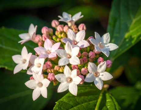 apple tree blossom