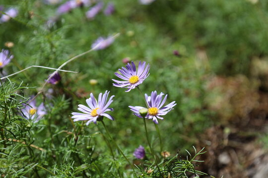 trio of purple, blue daisy-like flowers, yellow centers in bright sunshine (Brachyscome-multifida, rock-daisy, cut-leaf-daisy) (macro, close-up) 4257