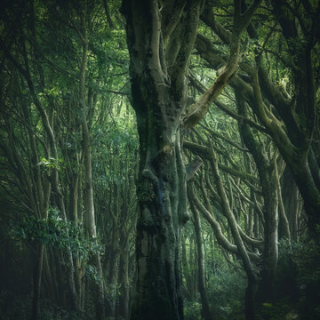 Bosahan woods near Constantine cornwall england uk 
