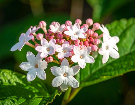 White Ixora Flowers Blooming in Garden with Soft Sunlight, Tropical Floral Nature Background