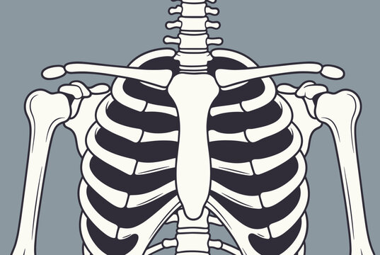 Medical biology illustration showing a human rib cage skeleton torso with collarbones and spine in flat design.
