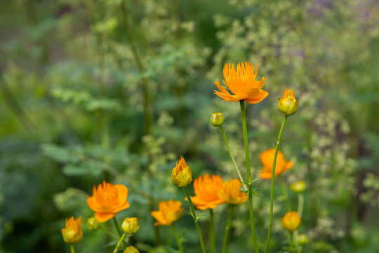 The Chinese globeflowers lift their golden-orange petals toward the evening light. Bright orange Chinese globeflower (Trollius chinensis) blossoms and buds rising above soft green foliage. 