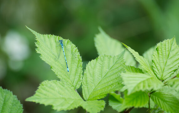 Blaue Kleinlibelle sitzt auf einem gr&uuml;nen Blatt einer Brombeere im Sommer