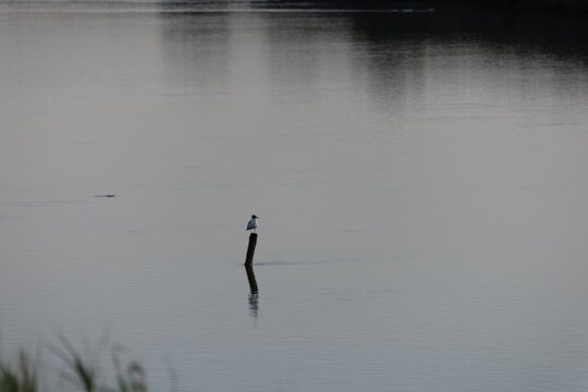 bird on the water