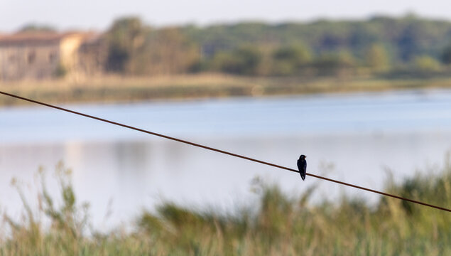 
Little bird on the wire of light
