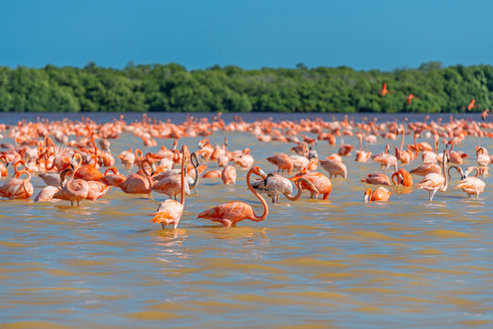 American Flamingo (Phoenicopterus ruber), Ria Celestun Biosphere Reserve, Yucatan, Mexico.