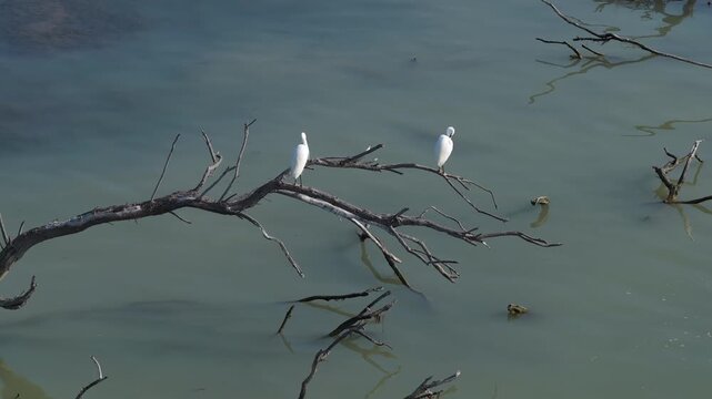 Two white egrets standing on a dead tree branch over water in Camargue France