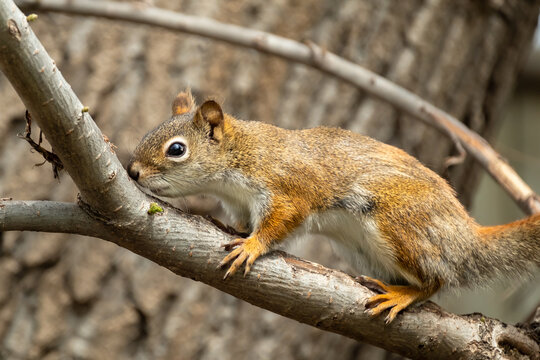 Pine Squirrel on Tree Branch Up-Close Wildlife Nature Photograph
