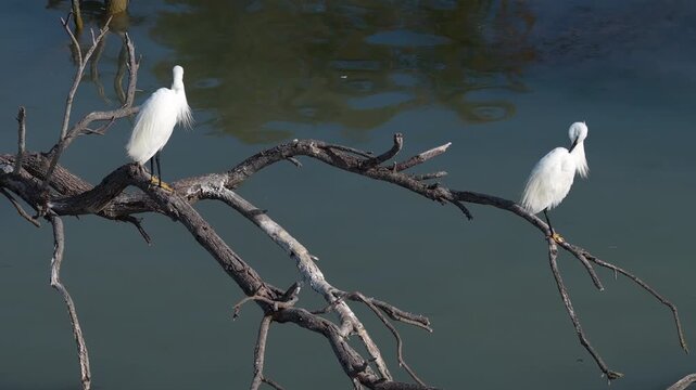 Two white egrets standing on a dead tree branch over water in Camargue France