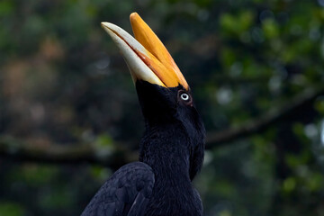 a hornbill perched on a pine tree branch © DS light photography