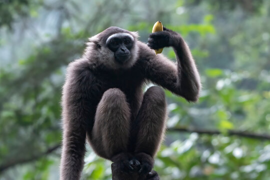 close up photo of a gibbon
