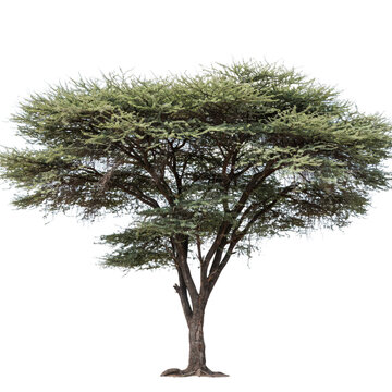 Large acacia tree with wide flat canopy and textured brown trunk isolated on a white background, for savanna landscape projects
