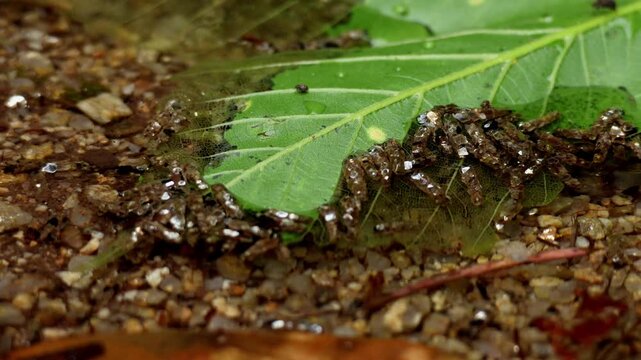Closeup video of numerous caddisfly larvae living in a pristine freshwater stream at high elevation in Himachal Pradesh, India during summer.