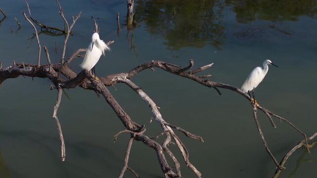 Two white egrets standing on a dead tree branch over water in Camargue France