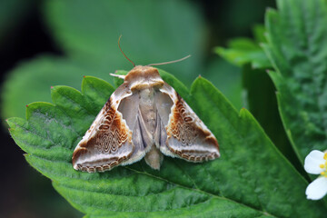 Naklejka premium The buff arches (Habrosyne pyritoides) a moth of the family Drepanidae. larva feeds on bramble, hawthorn and hazel. An adult on a green leaf.