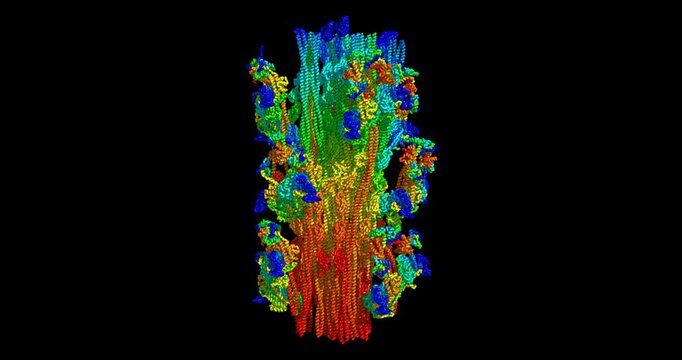 Human cardiac myosin filament, contractile protein assembly for heart muscle function, 3D molecule spinning, 4K