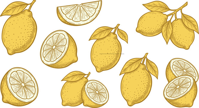 Vintage Hand Drawn Lemon Fruit Vector Set Featuring Engraved Style Slices Whole Lemons and Branches for Botanical and Food Packaging Designs