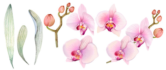 Pink orchid set.Hand painted with watercolor.Tropical flower plant, suitable for decorating cards, nature vintage style. © joy8046
