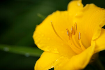 Liliowiec ogrodowy (Hemerocallis). Daylily. © tom