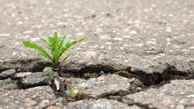 Small green plant growing through cracked asphalt road surface symbolizing nature reclaiming urban infrastructure