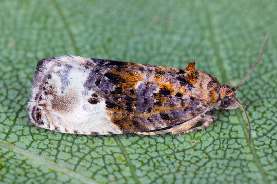 Hedya nubiferana, the marbled orchard tortrix or green budworm moth, insect of the family Tortricidae.