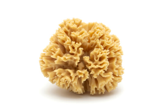 Single ramaria mushroom isolated on white background with mushroom, isolated