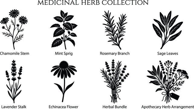 Medicinal herb silhouette vector collection featuring lavender mint chamomile rosemary sage and echinacea for apothecary and wellness graphic design