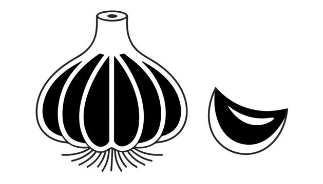 vector illustration of garlic 