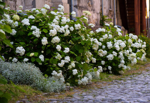 large bushes of white tree arborescens, near the stone fence