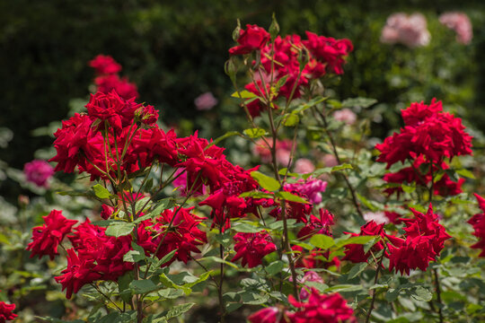 flowering bushes bright red flowers garden roses Ingrid Bergman variety