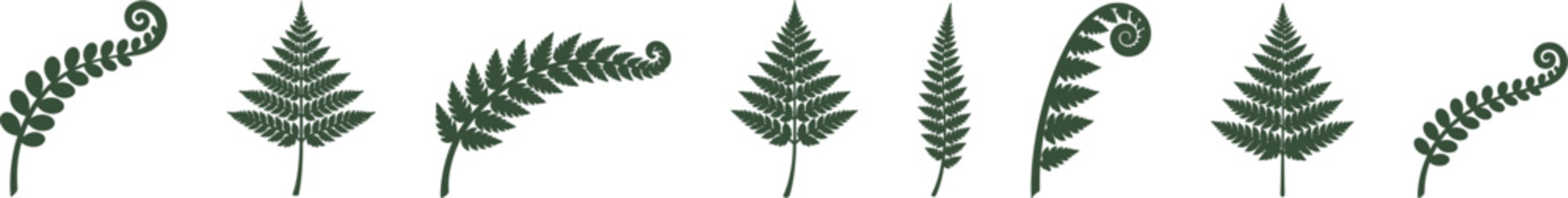 Fern Leaves Silhouette Vector Set &ndash; Botanical Fronds and Fiddleheads Icons