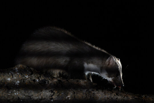Dramatic backlit portrait of a wild Stone Marten (Martes foina) sniffing a branch at night