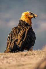 Fototapeta premium Majestic adult Bearded Vulture (Gypaetus barbatus) perched in profile during golden hour