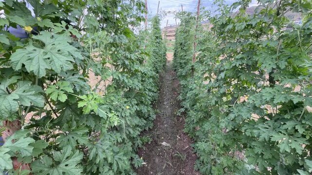 A farmer spraying a bitter gourd (Karela) crop field to shield the fresh vines from destructive insect pests.