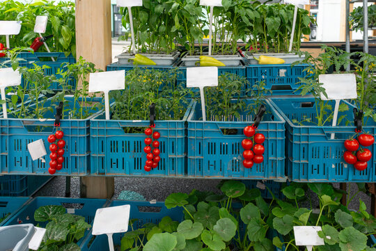 Young tomato plants (Solanum lycopersicum), sweet pepper seedlings (Capsicum annuum) and squash plants arranged in nursery crates. Healthy vegetable starts prepared for spring planting, greenhouse cul