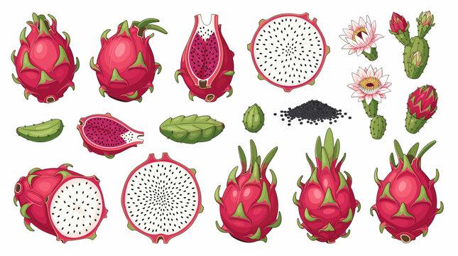 Fresh Dragon Fruit and Pitaya Vector Elements with Whole Slices Seeds and Tropical Leaves for Organic Food Branding and Packaging Designs