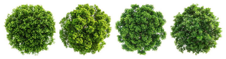 Obraz premium PNG Lush green topiary spheres displayed on transparent background