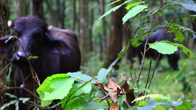 Two Water Buffalo's Standing in Forest Woodland of Pokhara, Nepal