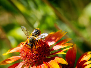 bee on flower © Levente