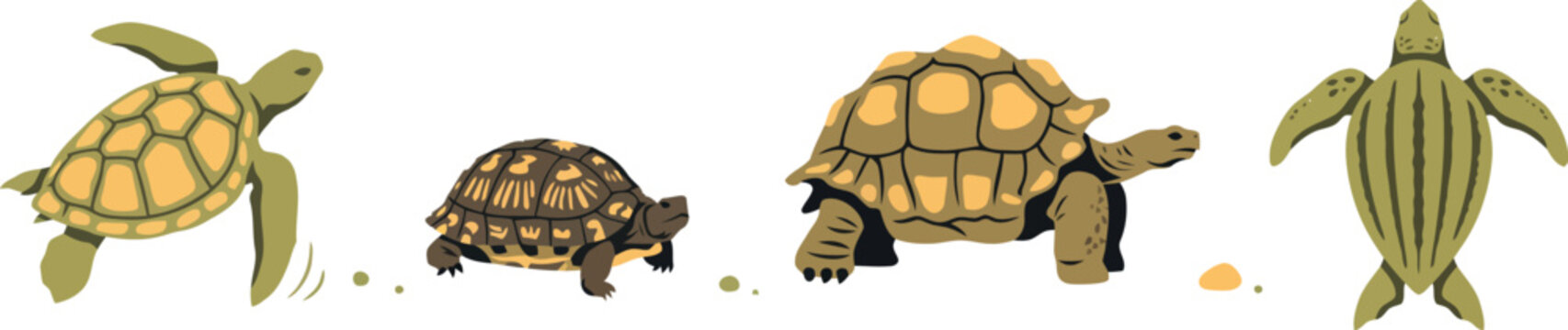 Turtle and Tortoise Species Vector Illustration Set of Sea Turtle Box Turtle Gal&aacute;pagos Tortoise and Leatherback Turtle for Wildlife Nature Designs