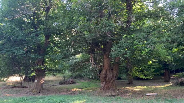 Large, mature trees with thick trunks and dense green canopies. Sunlight filters through leaves casting dappled shadows on grassy ground. No animals visible