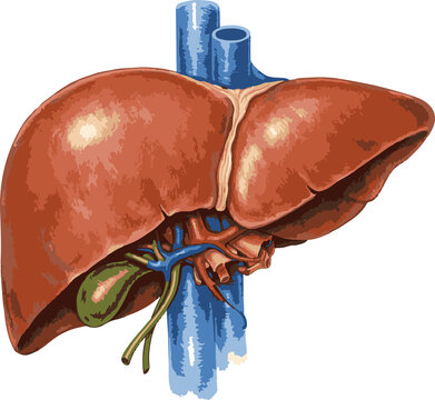 Human anatomy, liver structure, Academic Material, realistic human liver anatomy, medical style reference