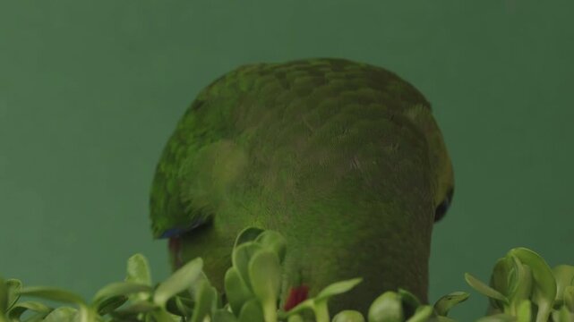 Close up high quality footage of green Kakariki parrot eating  sprouted sunflower seedlings. Red-headed parrot feeding microgreen against green background