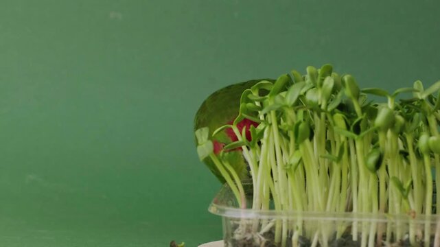 Close up high quality footage of green Kakariki parrot eating  sprouted sunflower seedlings. Red-headed parrot feeding microgreen against green background