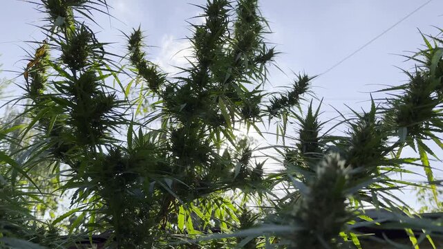 Lush cannabis plants illuminated by warm sunlight at background. Green leaves highlighted by natural backlight creating vibrant summer atmosphere. Image represents botanical growth and cultivation