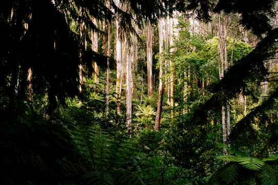 Sunlit Forest with Tall Eucalyptus Trees in Focus