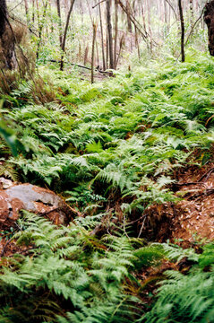 Lush Green Ferns in a Natural Forest Setting
