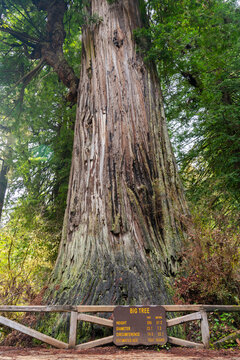 big tree fence sign redwood tree