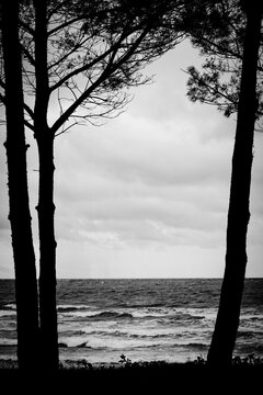 Pines frame the stormy sea