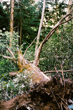 film photo of a Fallen Tree Root